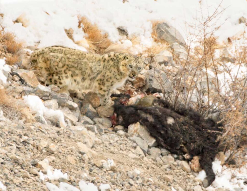 Snow leopard feeding on carcass
