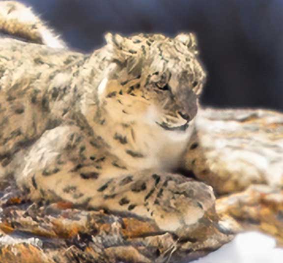 snow leopard paw