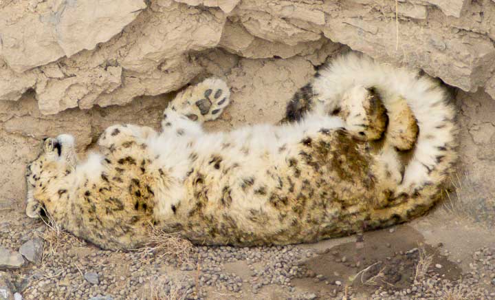 snow leopard tail