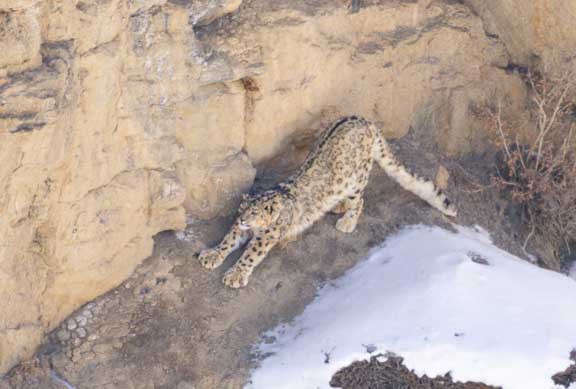 Snow leopard stretching