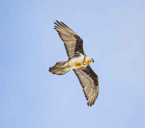 A bearded vulture flying overhead