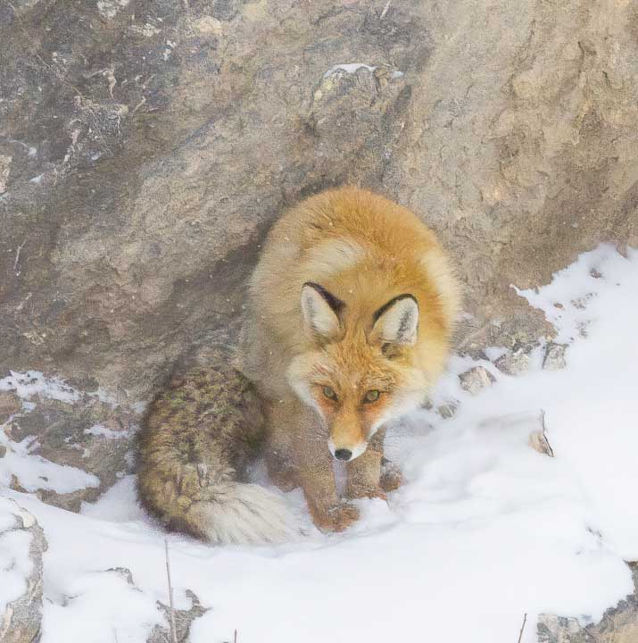 Red fox in the snow looking right at us