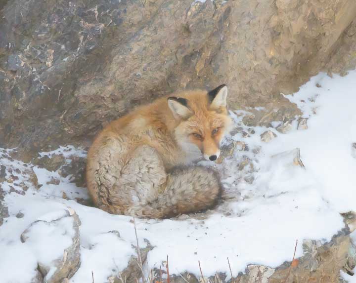 Red fox in the snow showing thick bushy tail