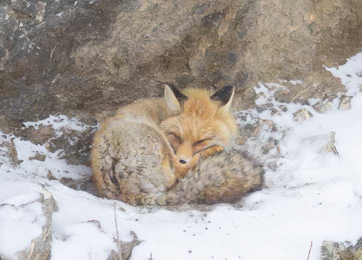 Red fox in the snow showing thick bushy tail