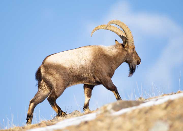 Ibex with blue sky as background
