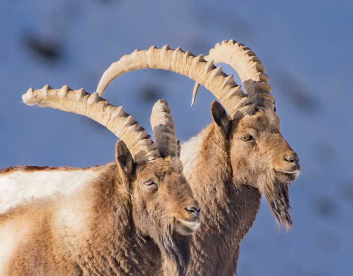 Close up of Ibex males