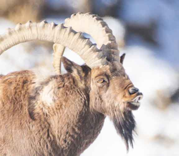 Ibex male with curved upper lip