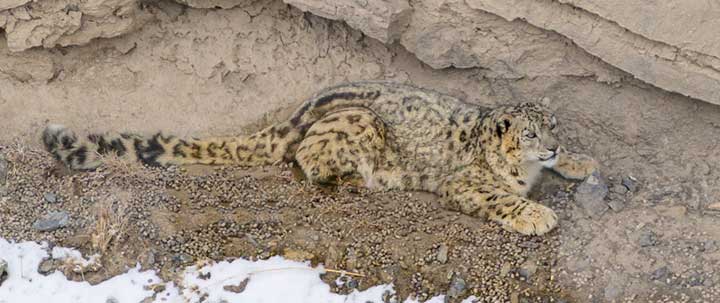 Snow leopard relaxing on a cliff