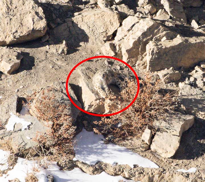 Enlarged view of snow leopard hidden in the rocks