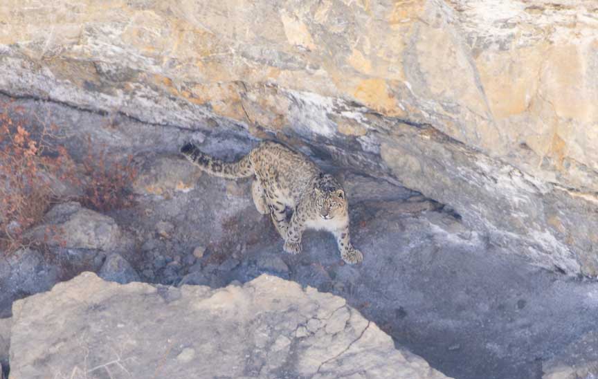 Snow leopard on a rock ledge