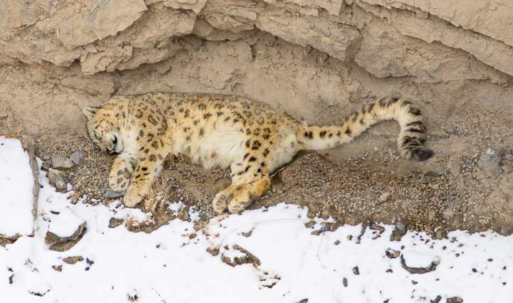 Sleeping snow leopard
