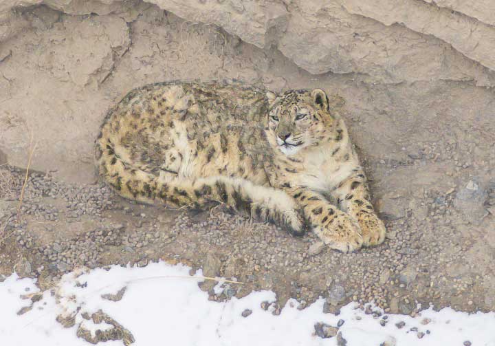 Resting snow leopard