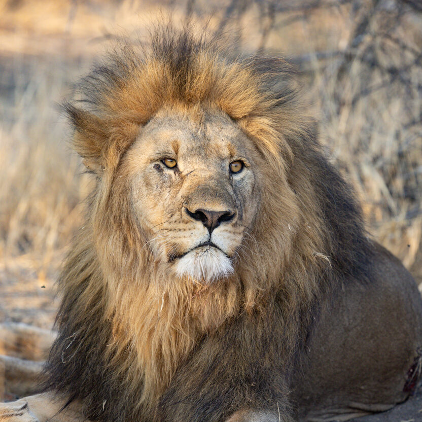 Lions