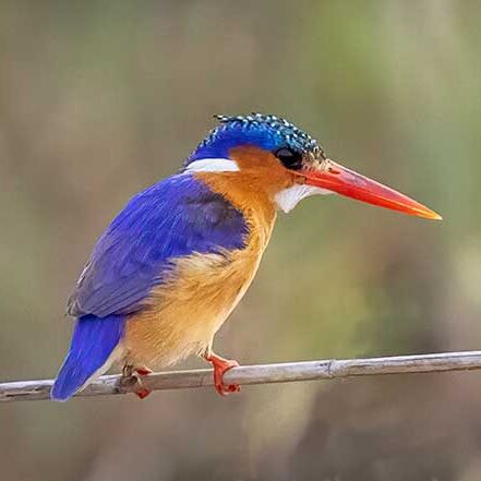 Birds