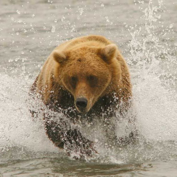 Kodiak Bears of Alaska
