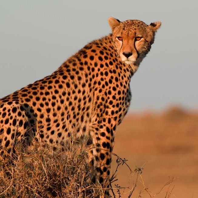 Cheetahs