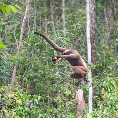 Gibbons