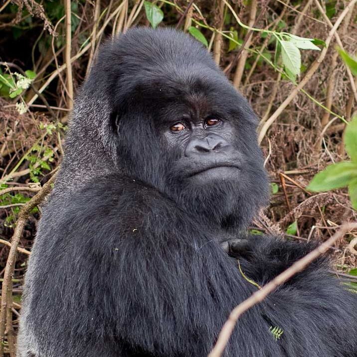 Gorillas