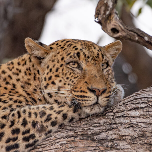 Leopards