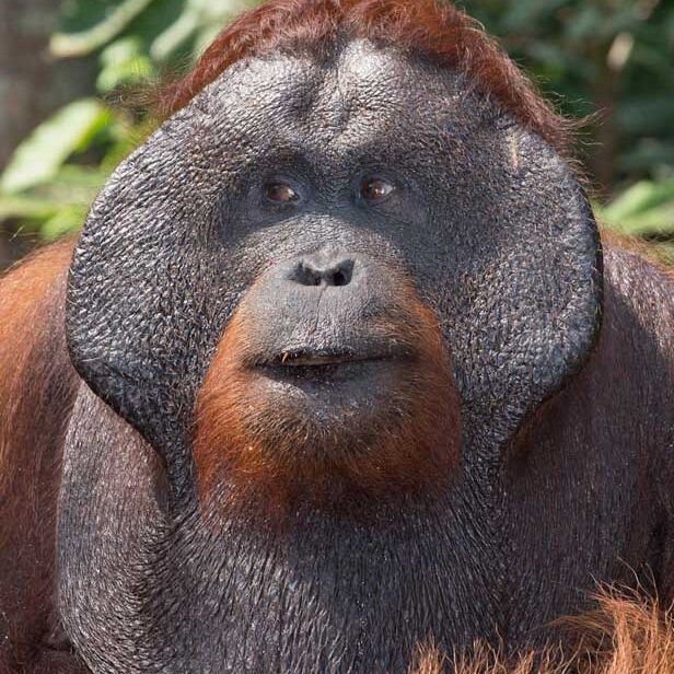 Orangutans