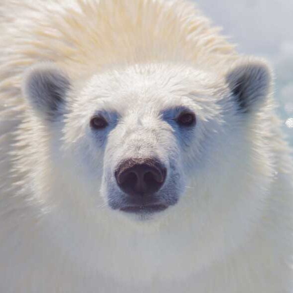 Polar bear face