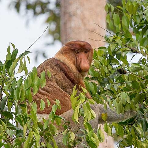 Proboscis Monkeys