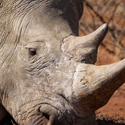 White Rhino