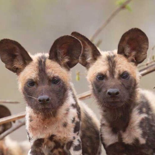 Wild Dogs of Africa